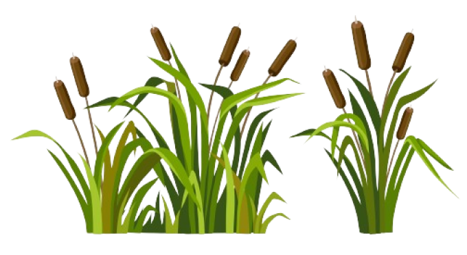 Illustration d'un roseau